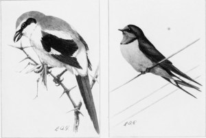Black-and-white sketches of two perching birds.