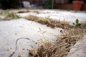 Tan grassy weeds in pavement cracks
